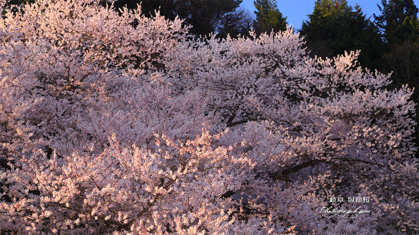 臥龍桜 壁紙