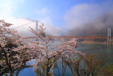 九頭竜湖の桜