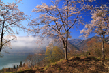 九頭竜湖の桜