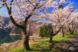九頭竜湖の桜