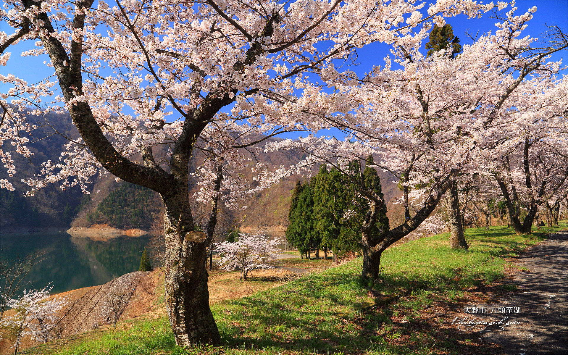 九頭竜湖の桜