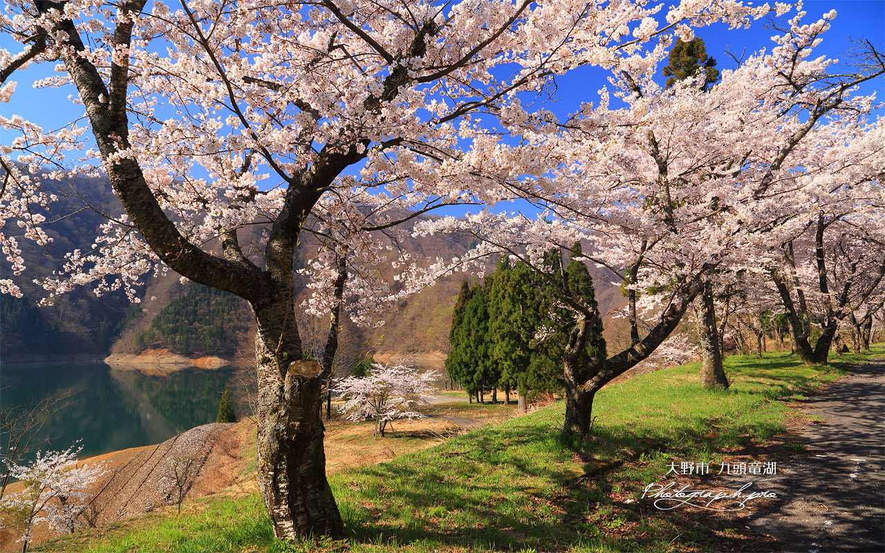 九頭竜湖の桜 壁紙