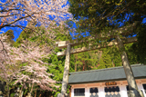 大野市 穴馬神社の桜
