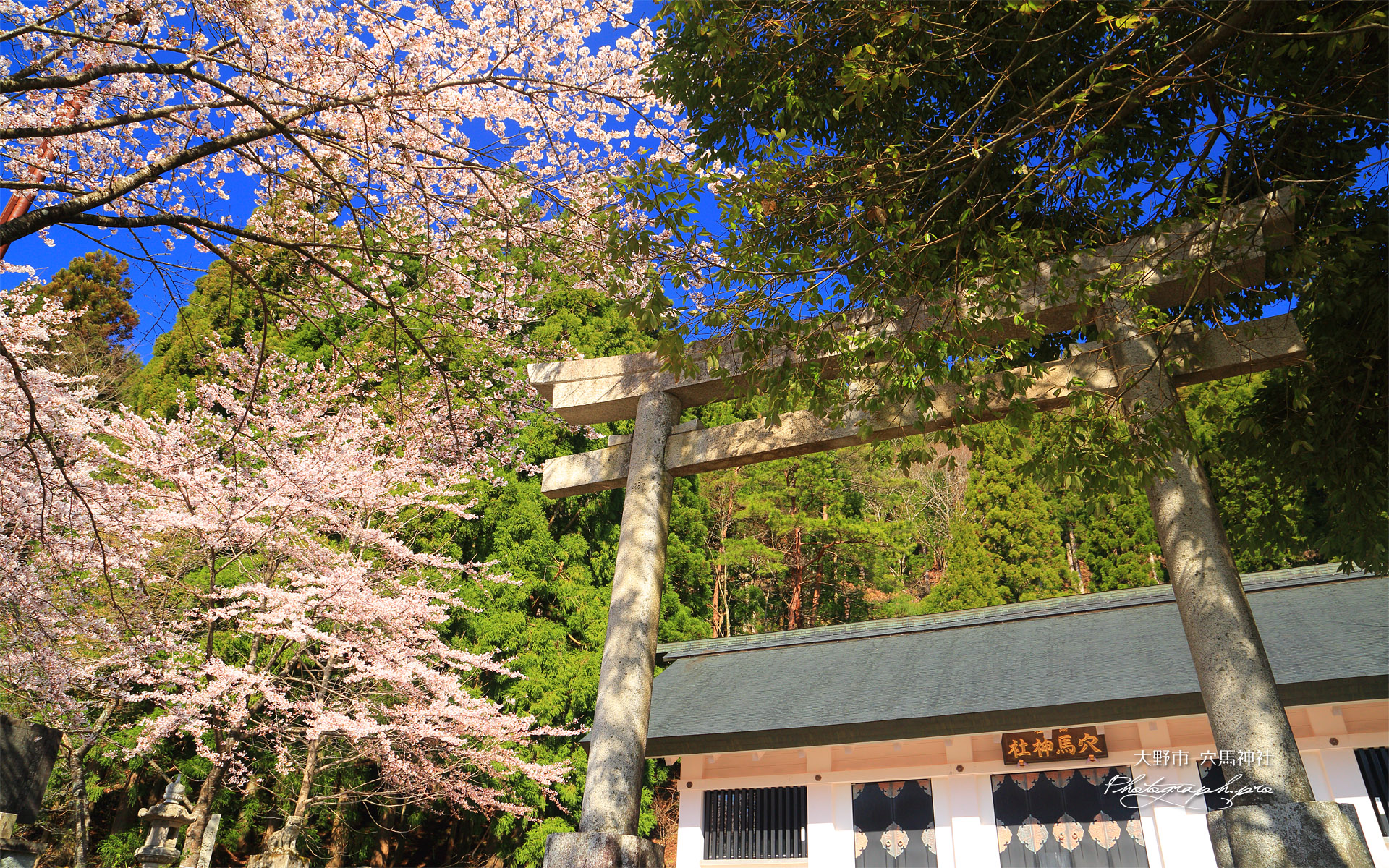 大野市 穴馬神社の桜