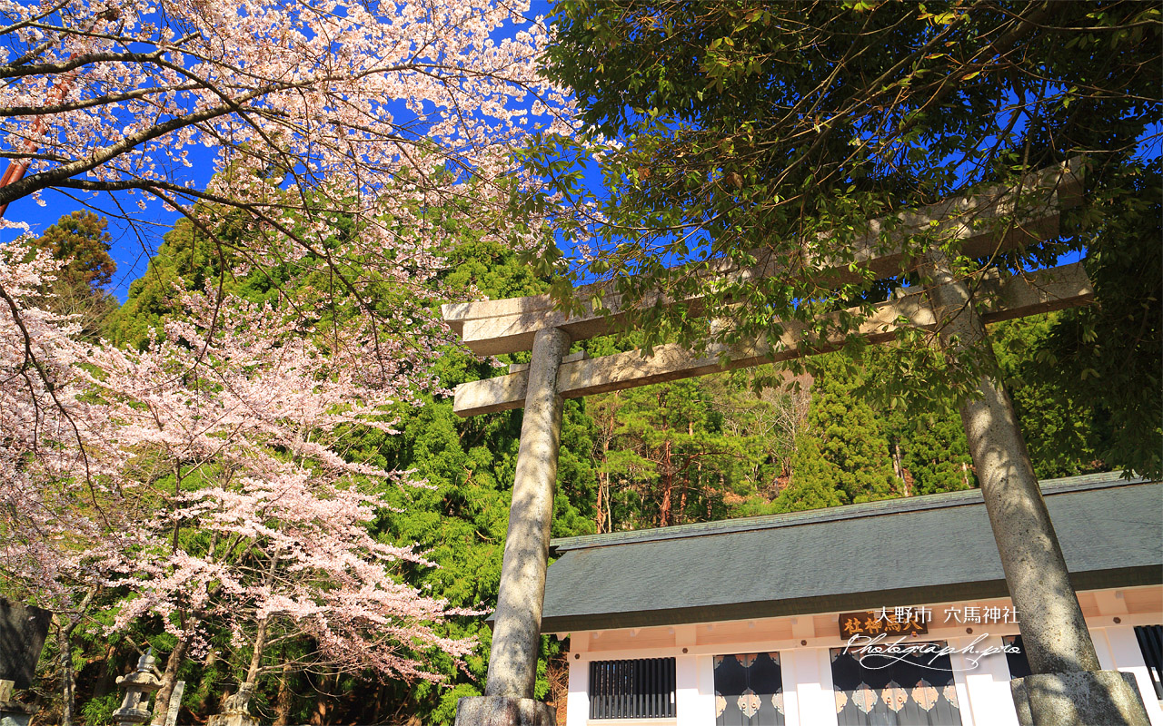 大野市 穴馬神社の桜 壁紙