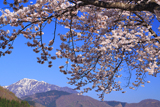 桜と荒島岳