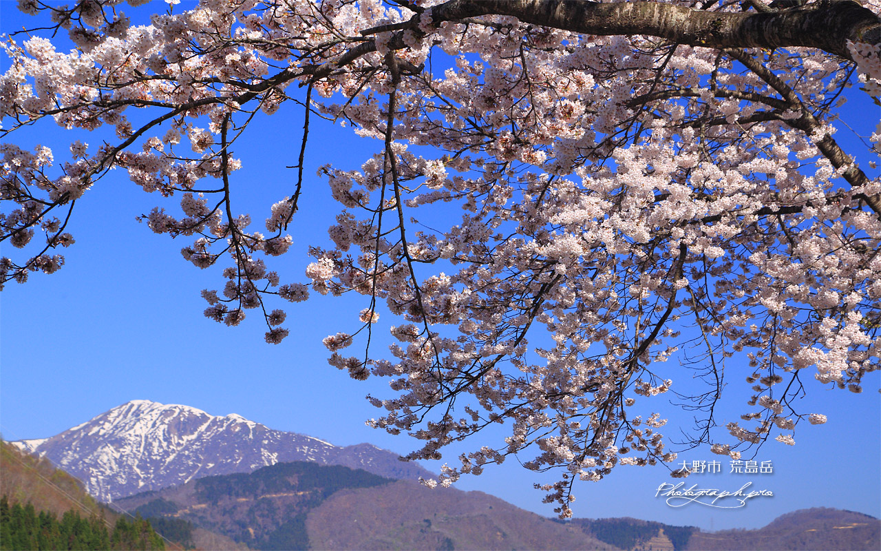 桜と荒島岳 壁紙