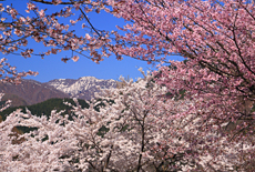 九頭竜湖の桜