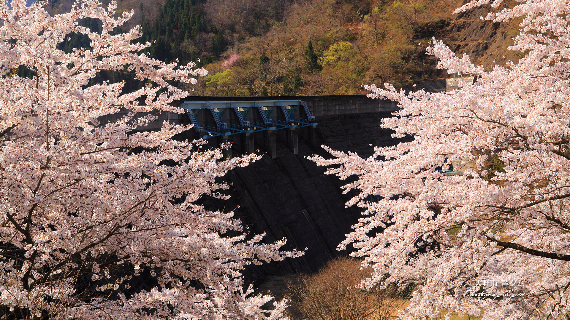 鷲ダムの桜