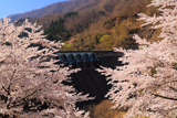 鷲ダムの桜