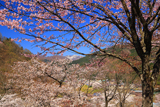 九頭竜万本さくら