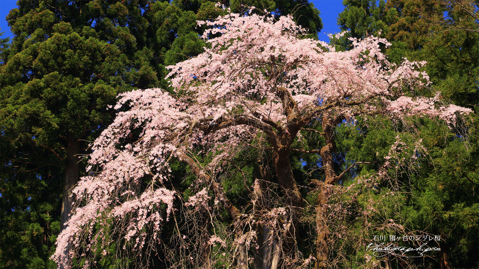 鴇ヶ谷のシダレ桜