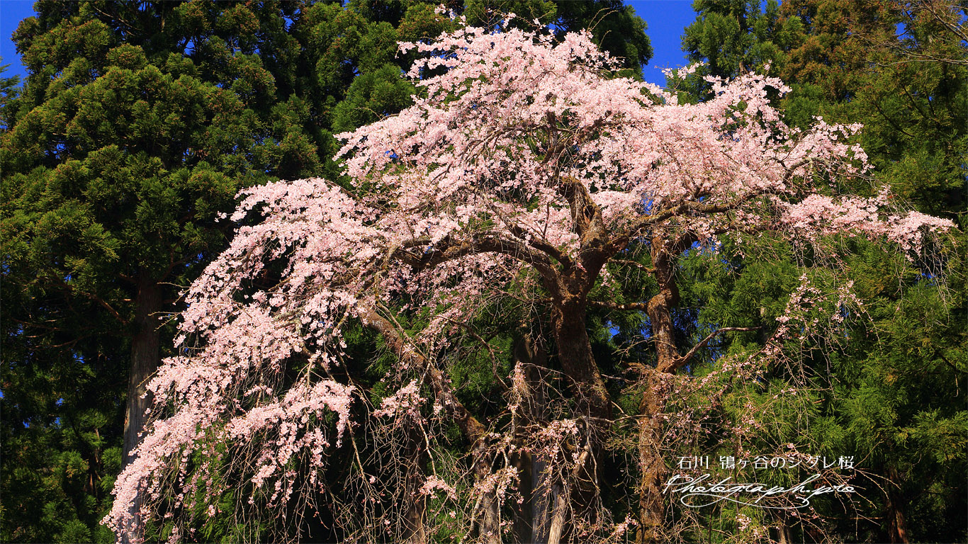 鴇ヶ谷のシダレ桜 壁紙