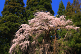鴇ヶ谷のシダレ桜