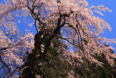 鴇ヶ谷のシダレ桜