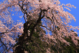 鴇ヶ谷のシダレ桜