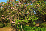 兼六園菊桜