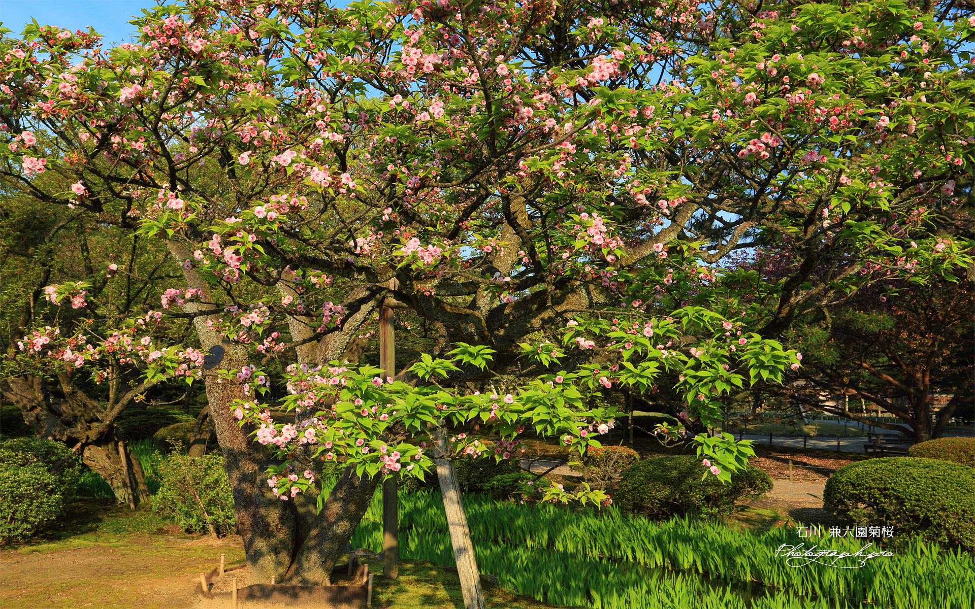 兼六園菊桜