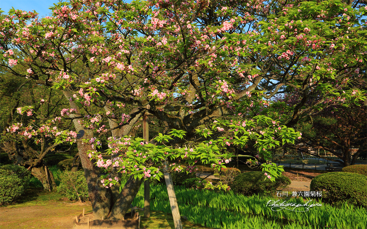 兼六園菊桜 壁紙