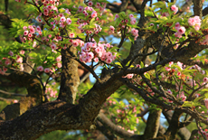 兼六園菊桜