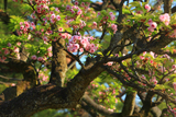 兼六園菊桜