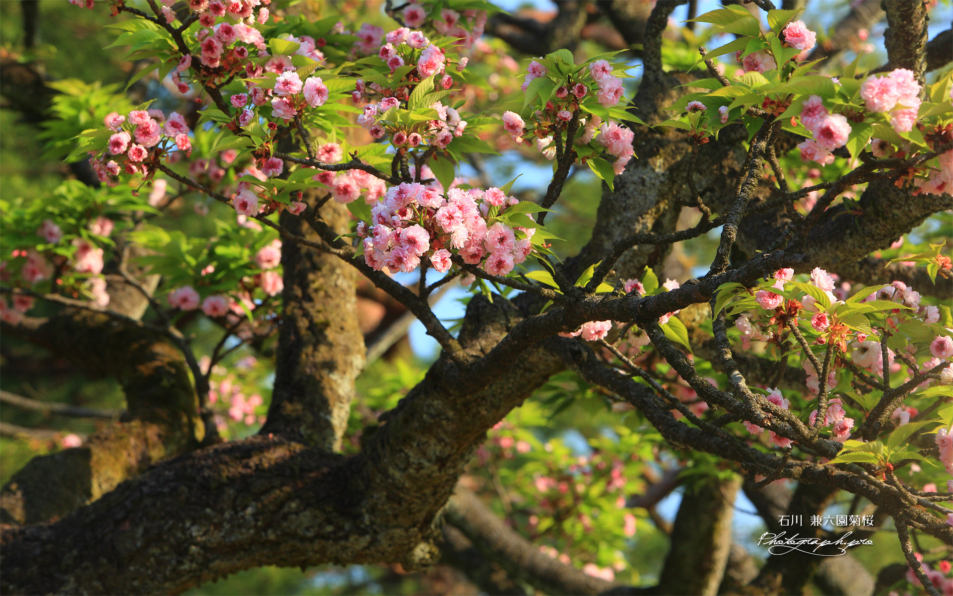 兼六園菊桜
