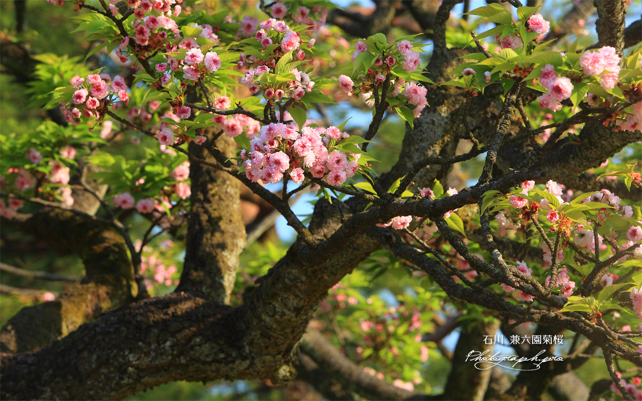兼六園菊桜 壁紙