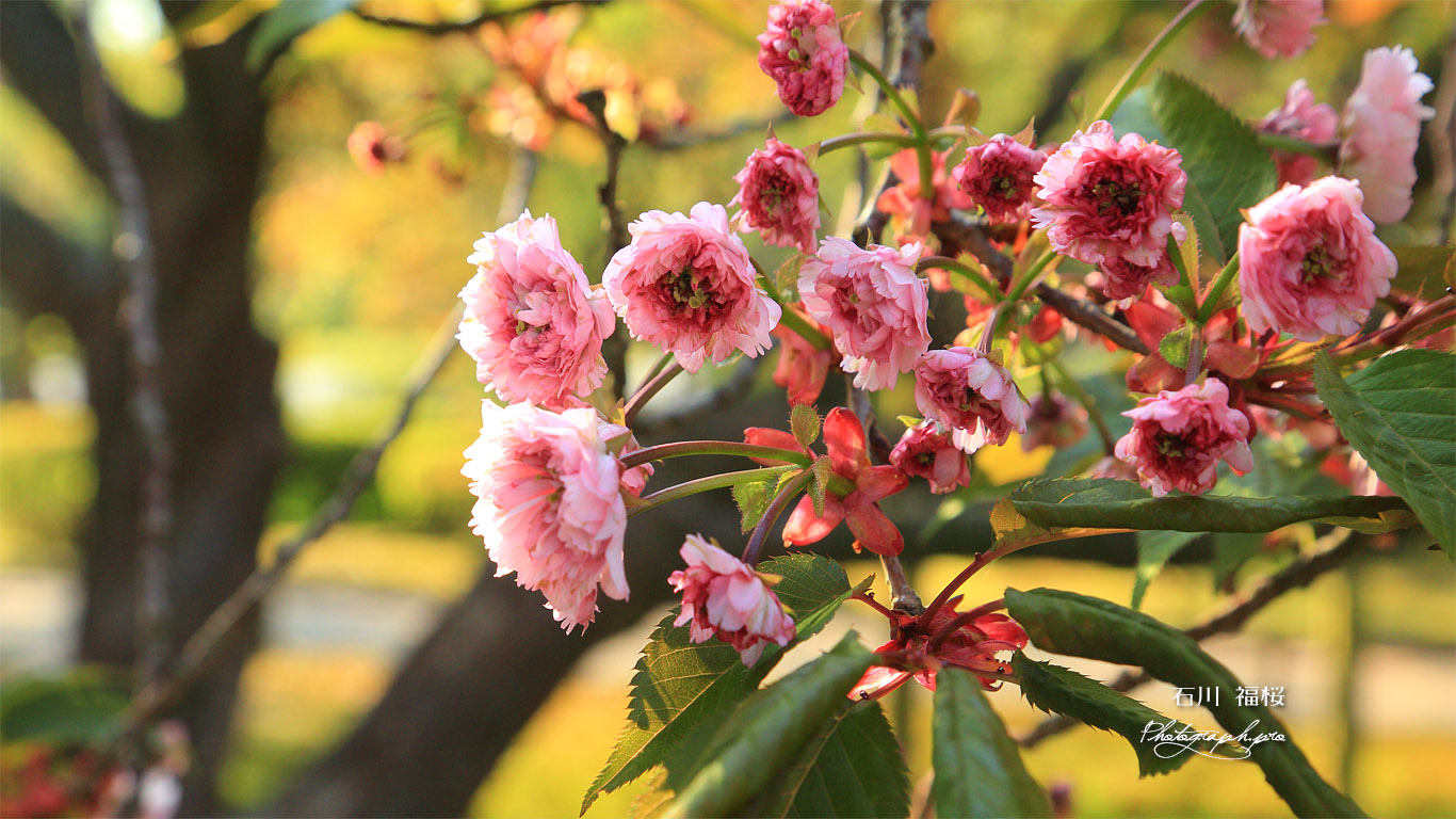 福桜 壁紙