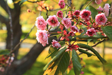 福桜