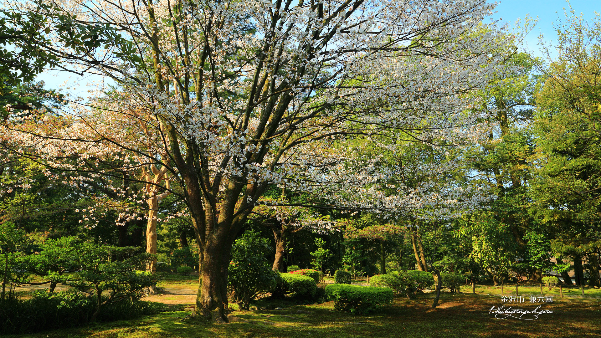 兼六園の霞桜