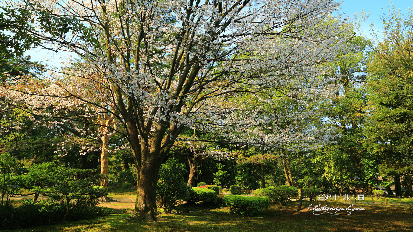 兼六園の霞桜 壁紙