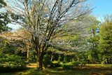 兼六園の霞桜