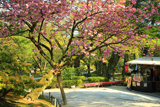 兼六園の関山