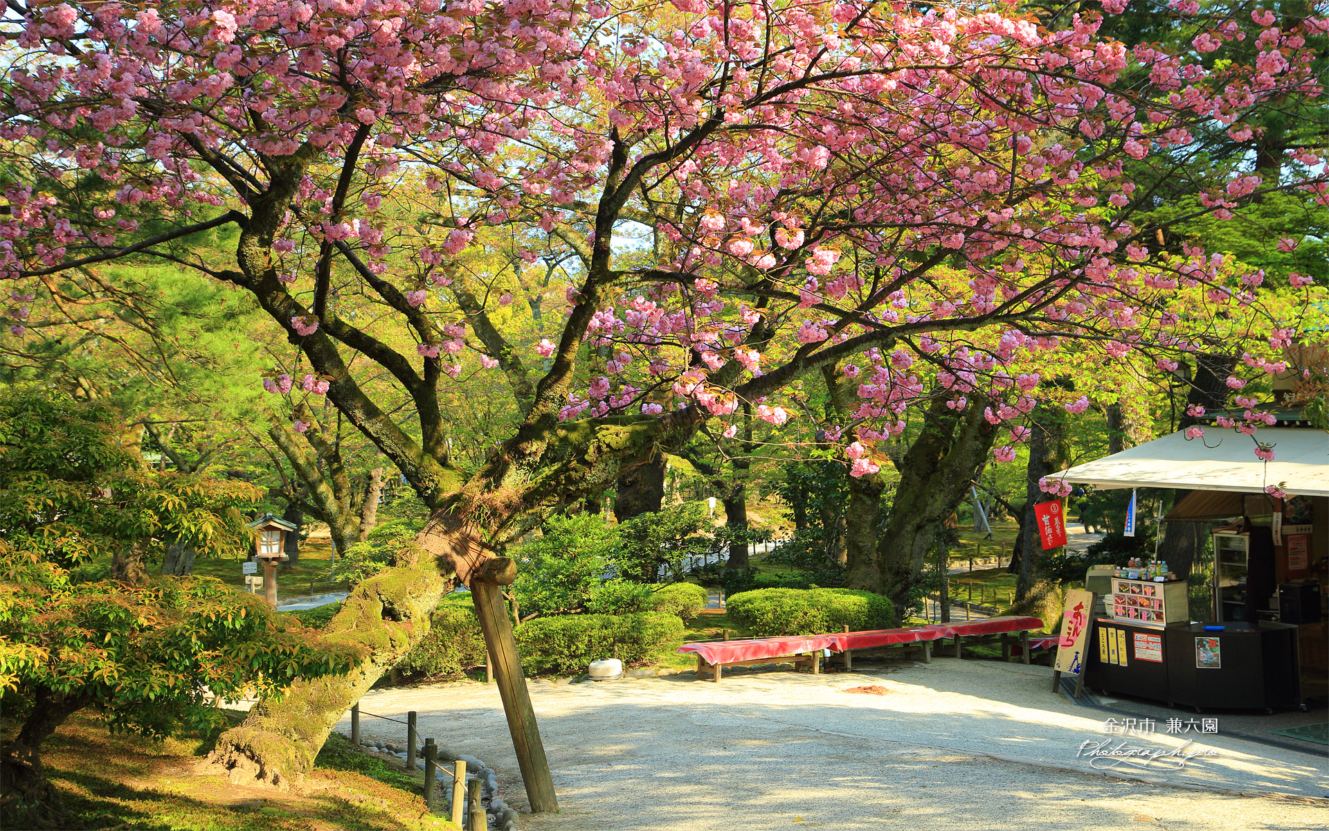 兼六園の関山