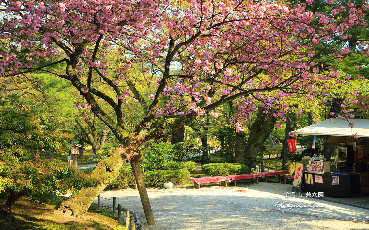 兼六園の関山 壁紙