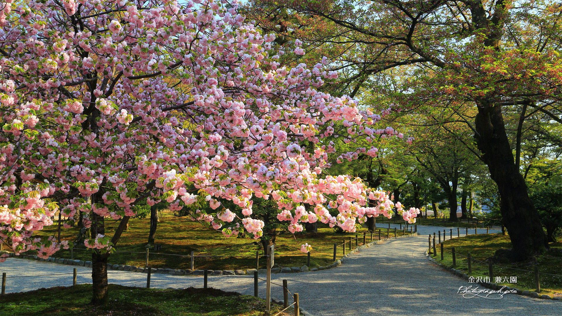 兼六園の楊貴妃