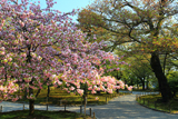兼六園の楊貴妃