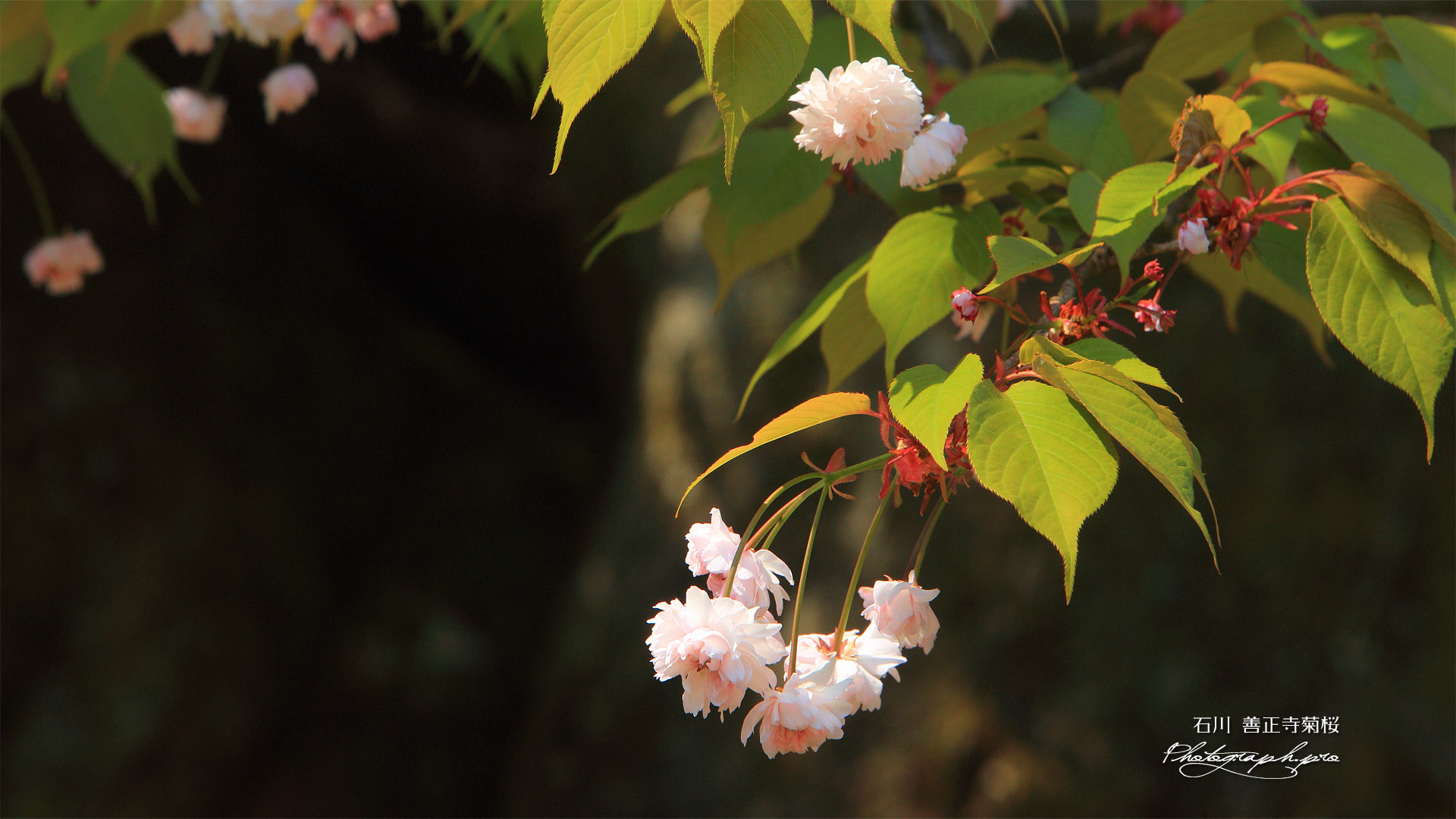 善正寺菊桜