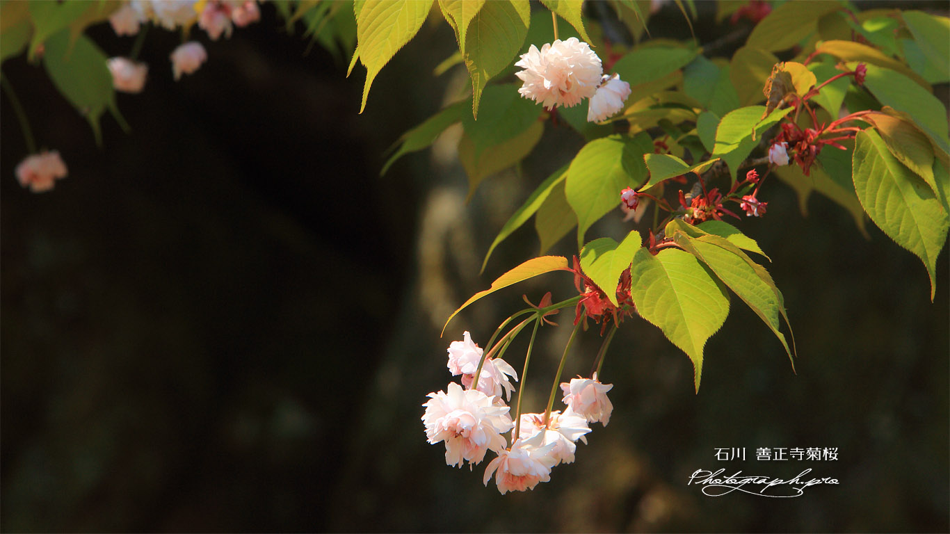 善正寺菊桜 壁紙