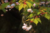 善正寺菊桜