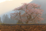 島田の桜