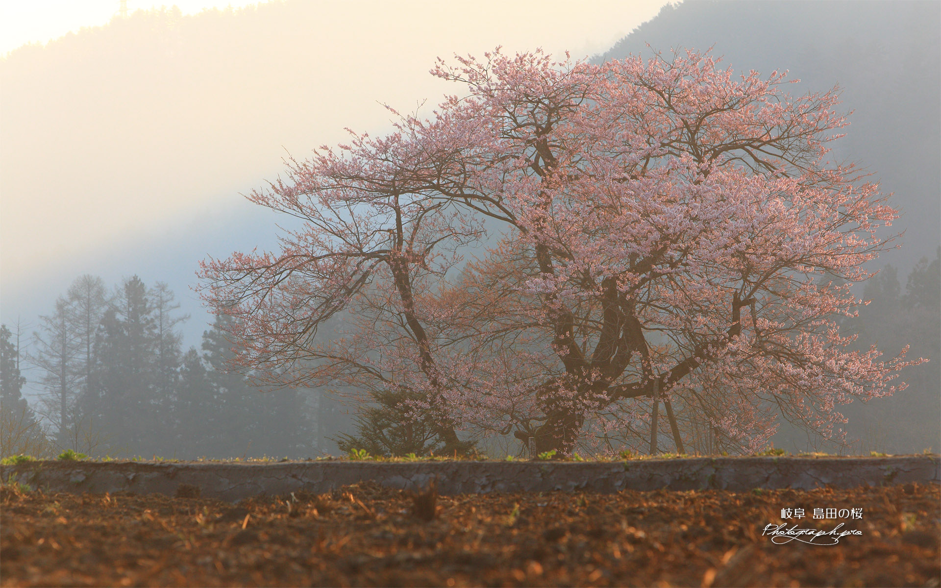 島田の桜