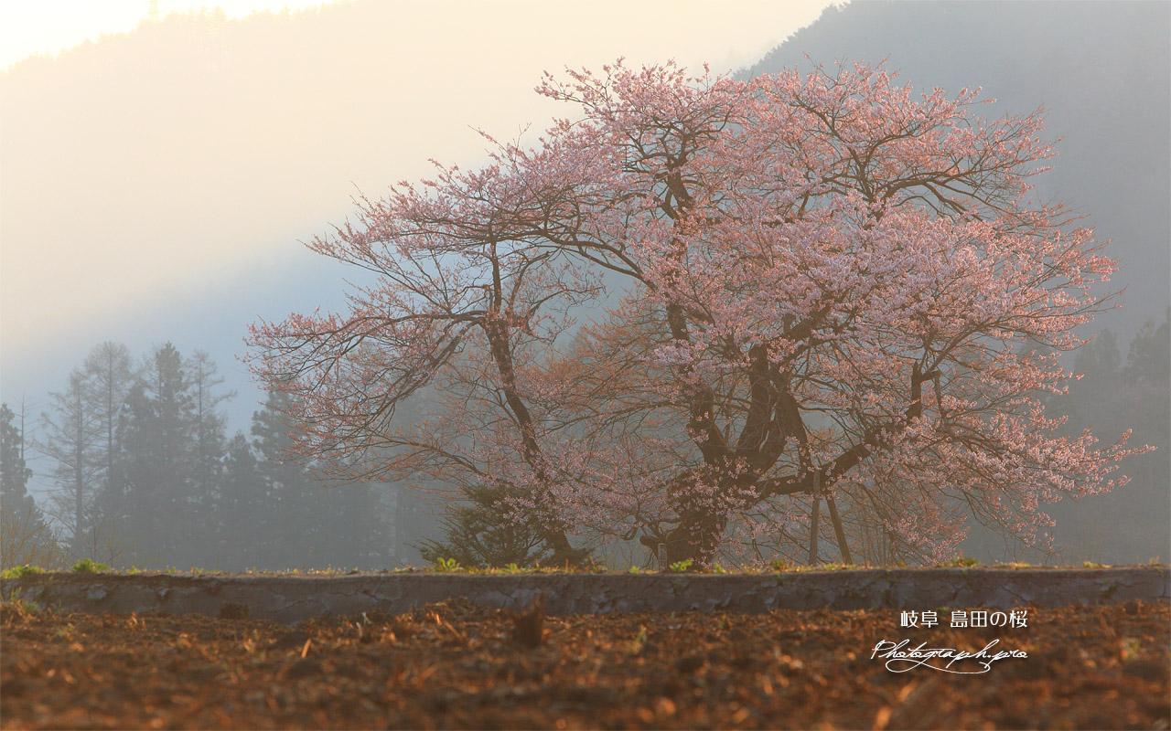 島田の桜 壁紙