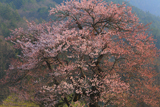 島田の桜