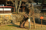 往還寺のしだれ桜