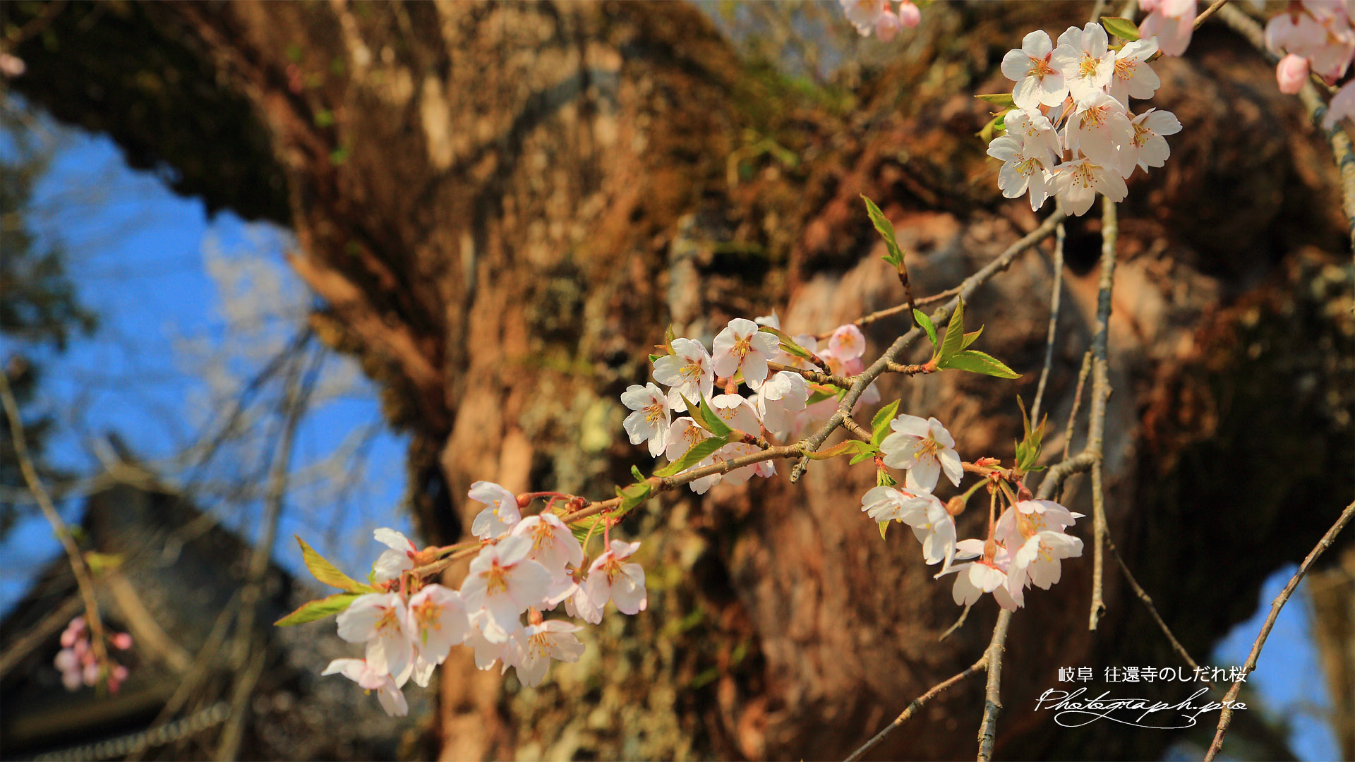 往還寺のしだれ桜