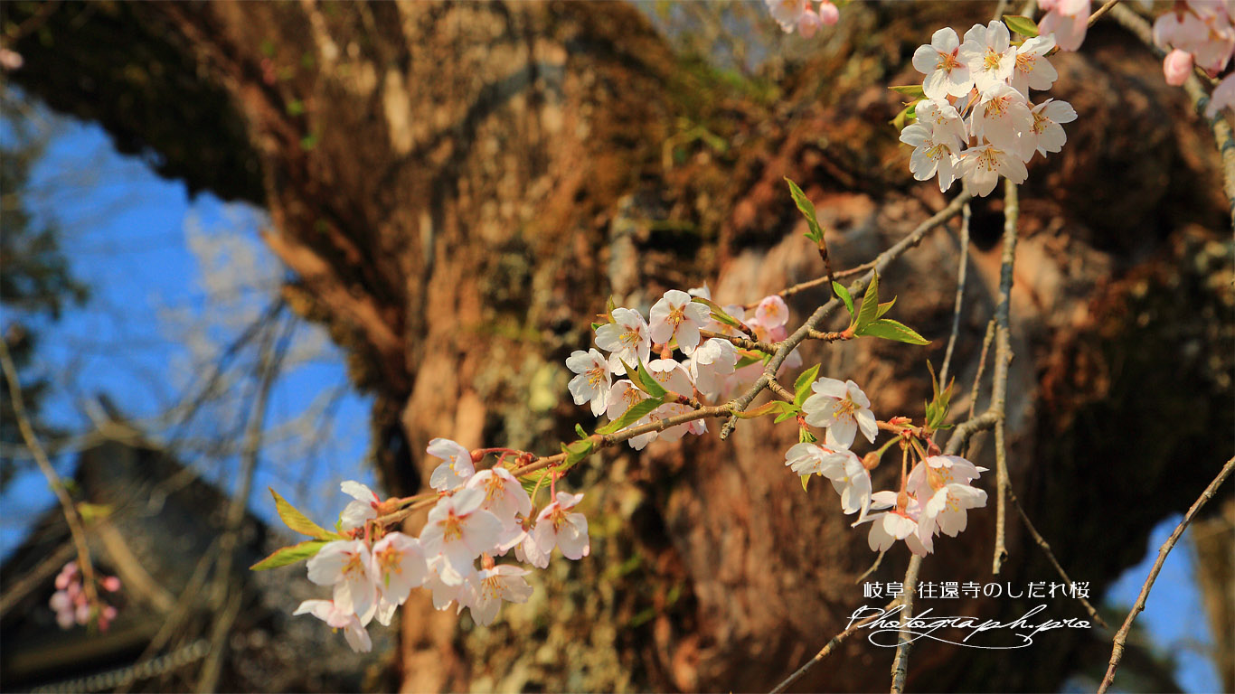 往還寺のしだれ桜 壁紙