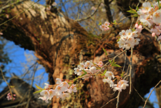 往還寺のしだれ桜