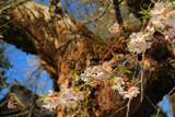 往還寺のしだれ桜
