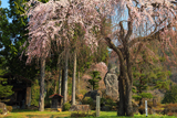 薬師堂の枝垂れ桜
